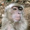 orang_aneh227