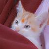 mango_0985