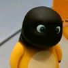 pucukubiii01