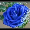 roseventail.arami