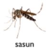 sasun464