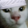 call..me..kecik