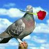 ahmed.abdule2