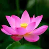 nguyenhung16868