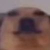 poopytickler