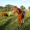 valderylima7
