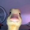 riutimat