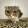 zlaia_babka128602