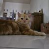 user681192532