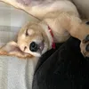 life.as.a.golden3