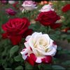 naseem.aktar8
