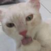 .catsparadise