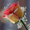 user3852635306276