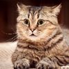 crazy_cats_100