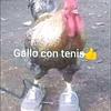 gallo.con.tenis4