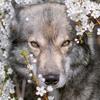 wolfwalker37