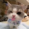mau.whiskas
