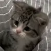 amieditzcat