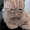 gyarutzyourfavouriteduhh