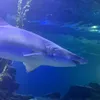 anndy.negative.pet.shark