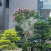 ngoc.anh8555