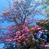 softly437
