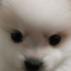 choijua93