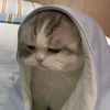 hadif_4109