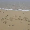 lyliashop8