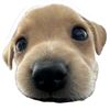 cody_pipu