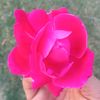 ahsan_x_malik295
