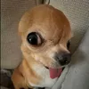 lygiabao92