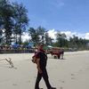 amal.ansori