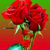 rashedul.dewan