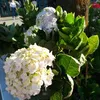 tran.thuyen.79
