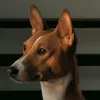 dogsbasenji