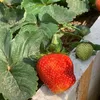 strawberry_0024