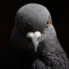 pigeonisspy