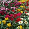 dina.islam721