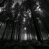 solodark394