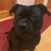 roxu