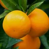 rachidebdddgi