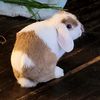 yamyamthebun