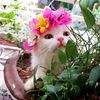 ayesha.islamsadiya6