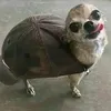 chinaomgw0w