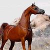 nasser.nsskfi