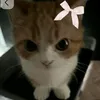 memes_sasa0