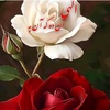 behrooz.safa