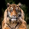 tiger6649