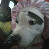 harleyboo123